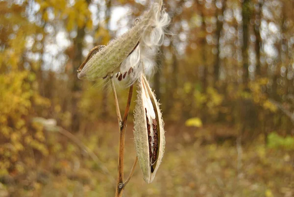 Seeds Dry Grass Autumn Nature — Stock Photo, Image