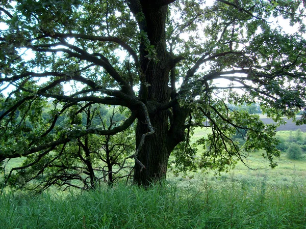 Tree Summer Green Grass Nature — Stock Photo, Image