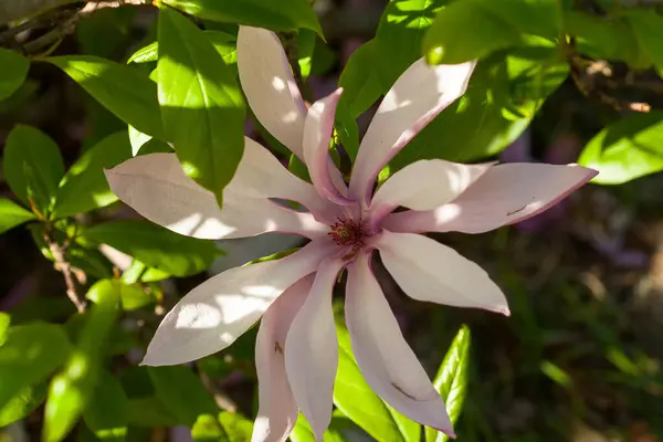 Manolya çiçeği ilkbaharda çiçek açar.