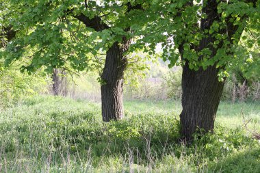 Yaz mevsiminde ıhlamur ağaçları olan çayır.