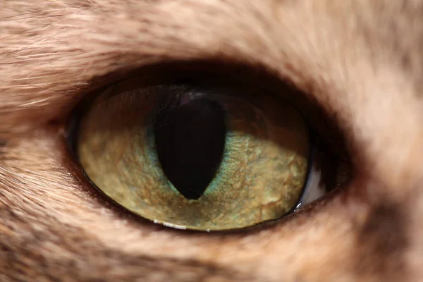 緑の猫眼マクロ写真 — ストック写真