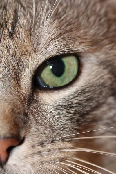 Наполовину Обличчя Кішка Макро Фото — стокове фото