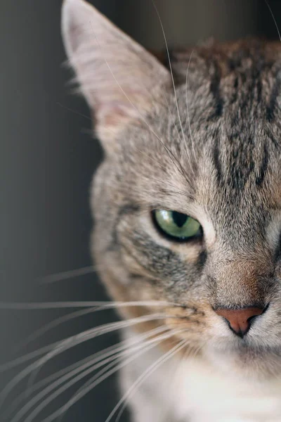 Half Face Cat Macro Photo — Fotografia de Stock