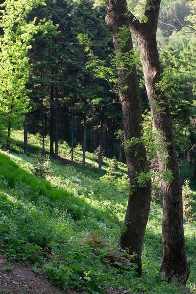 İlkbaharda ağaçlı çayır