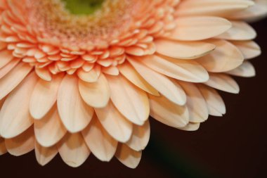 pembe gerbera çiçek makro fotoğraf