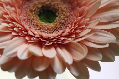 pembe gerbera çiçek makro fotoğraf