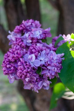 mor leylak renkli makro shot