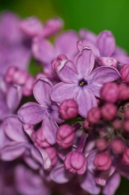 6 yaprak mor eflatun makro fotoğraf