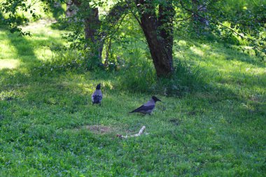 Yeşil çimenlikteki iki karga