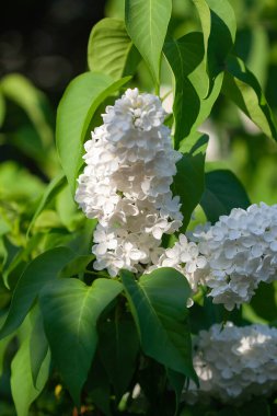 beyaz leylak çiçekleri makro çekim
