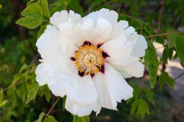 Beyaz ağaç şakayıklı makro çekim