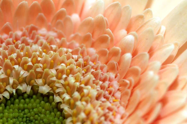 Pink Gerbera Flower Macro Photo — Stock Photo, Image