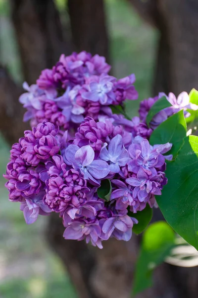 mor leylak renkli makro shot