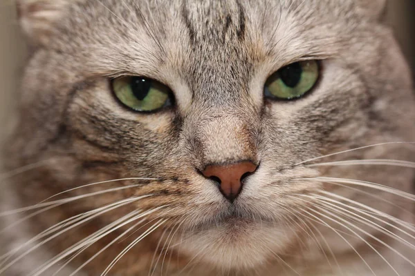 Sad Cat Face Macro Photo — Fotografia de Stock