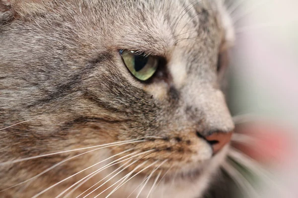 Üzgün Kedi Yüzlü Makro Fotoğraf — Stok fotoğraf