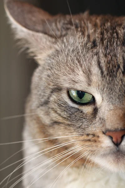 Kıç yarım yüz kedi makro fotoğrafçılık