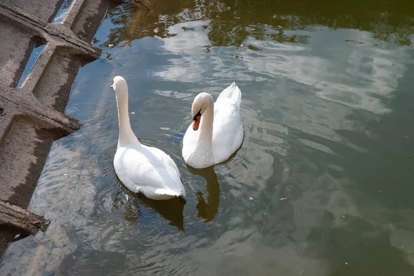 Suni gölet üzerinde iki beyaz kuğu