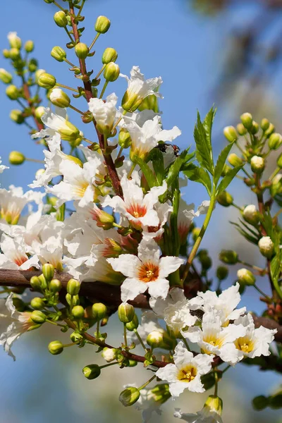 Beyaz çiçekler baharda gökyüzünün arka planında açar.