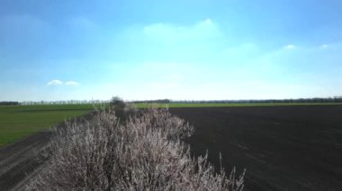 İlkbaharda tarlalar arasında açan kayısı ağacı