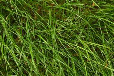 bahar arkaplanındaki yeşil çimenler