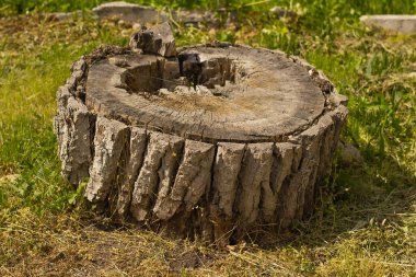 İlkbaharda kesilmiş kavak kütüğü
