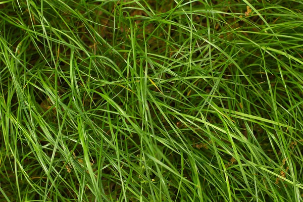 Green Grass Spring Background — Stock Photo, Image