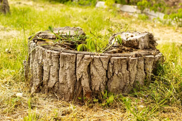 Pappelstumpf Aus Dem Frühlingstrauben Wachsen — Stockfoto