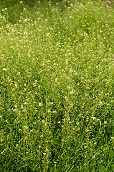 Frühlingswiese Mit Sanddorn Und Grünem Grashintergrund — Stockfoto