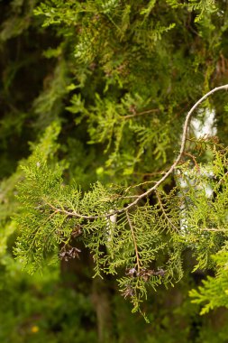 Külahlı yeşil thuja dalı