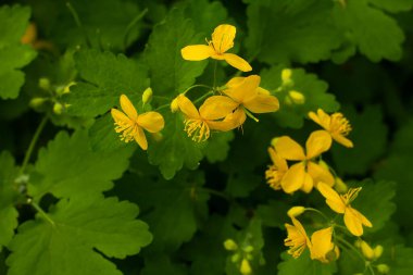 İlkbaharda gölgede çelandin çiçekleri