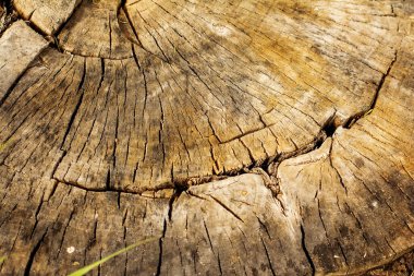 Poplar gövde arka planında çatlak