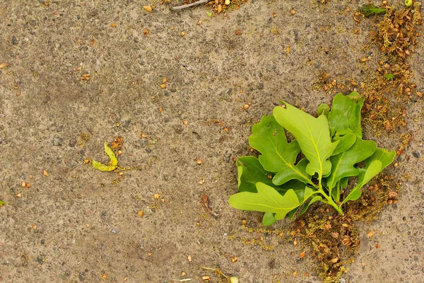 Asfalt arkaplanda genç meşe yaprakları