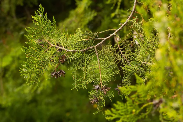 Zweig Grüner Thuja Mit Zapfen — Stockfoto