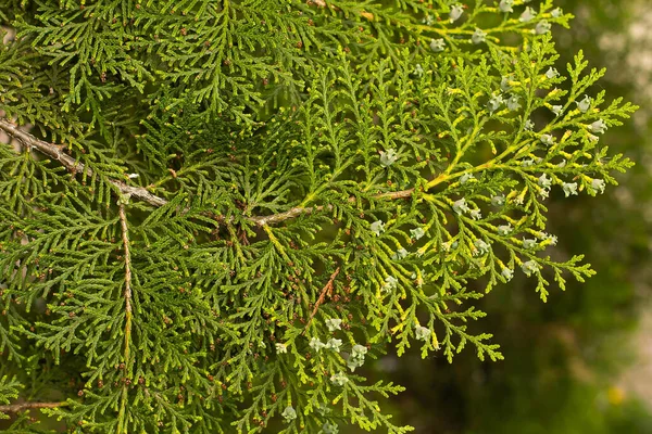 Zweig Grüner Thuja Mit Zapfen — Stockfoto