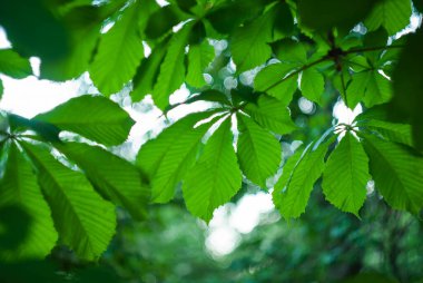 yeşil genç kestane yaprakları arka plan için