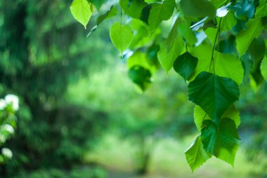 Arkaplan için yeşil arka planda yeşil ıhlamur yaprakları