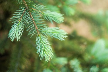 Bulanık Noel ağacının arka planında ladin dalı