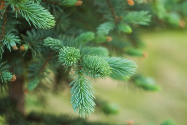 Bulanık Noel ağacının arka planında ladin dalı