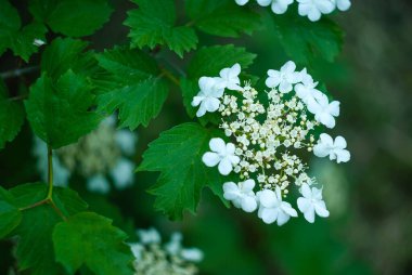 Yeşil zemin üzerinde kırmızı viburnum beyaz çiçekler