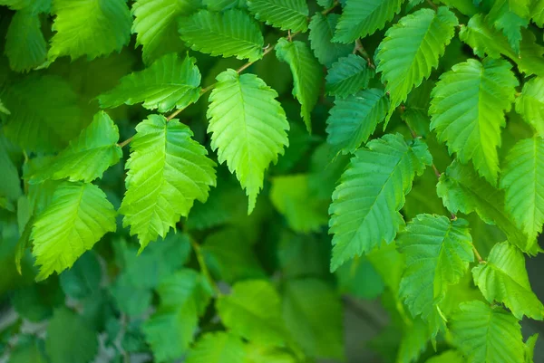 Gröna Blad Hassel Träd För Bakgrund — Stockfoto