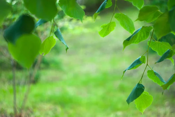 背景はリンデンの木の緑の葉 — ストック写真