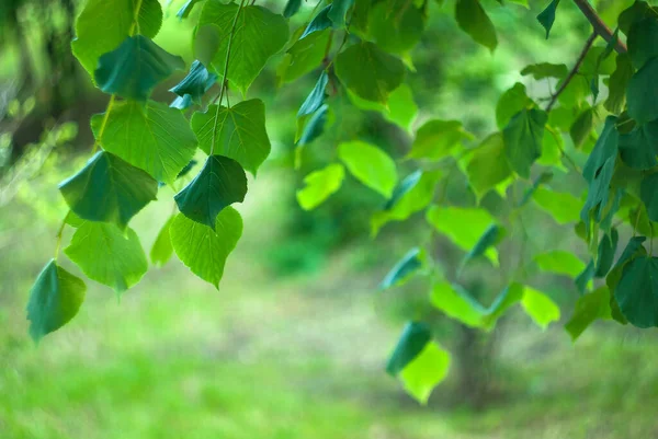 背景はリンデンの木の緑の葉 — ストック写真