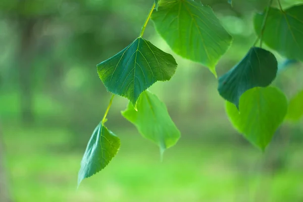 Foglie Verdi Tiglio Sfondo — Foto Stock