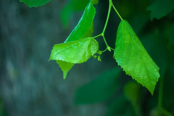 背景の濃い灰色の背景をしたリンデンの木の緑の若い葉 — ストック写真