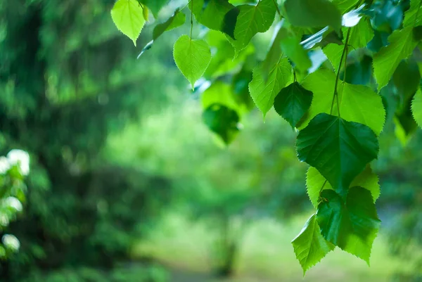 緑の背景に緑の若いリンデンの木の葉 — ストック写真