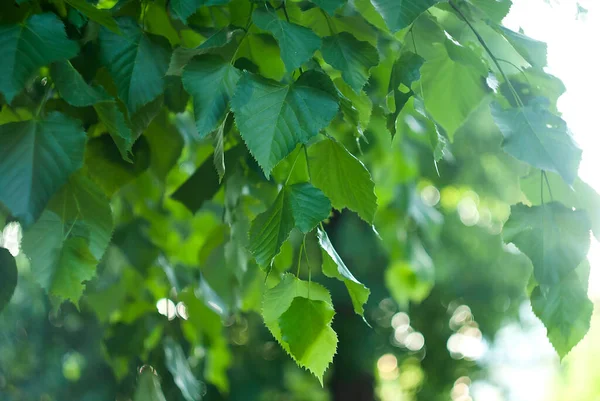 緑の背景に緑の若いリンデンの木の葉 — ストック写真