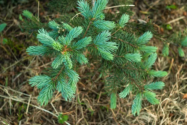 Kleine Fichte Auf Verschwommenem Weihnachtsbaum — Stockfoto