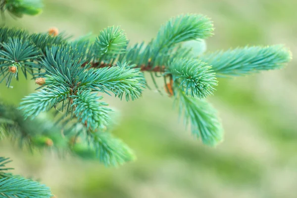 Fichtenzweig Auf Verschwommenem Weihnachtsbaum — Stockfoto