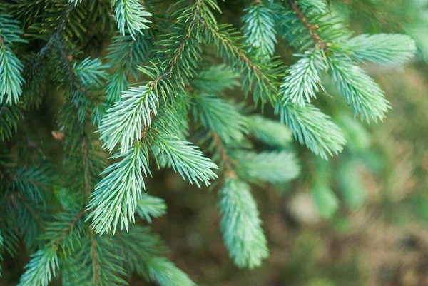 Fichtenzweig Auf Verschwommenem Weihnachtsbaum — Stockfoto