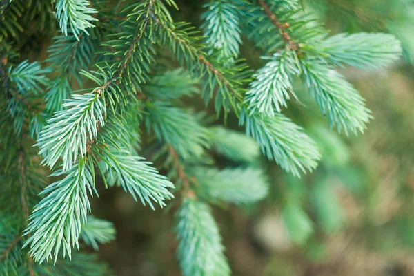 Fichtenzweig Auf Verschwommenem Weihnachtsbaum — Stockfoto
